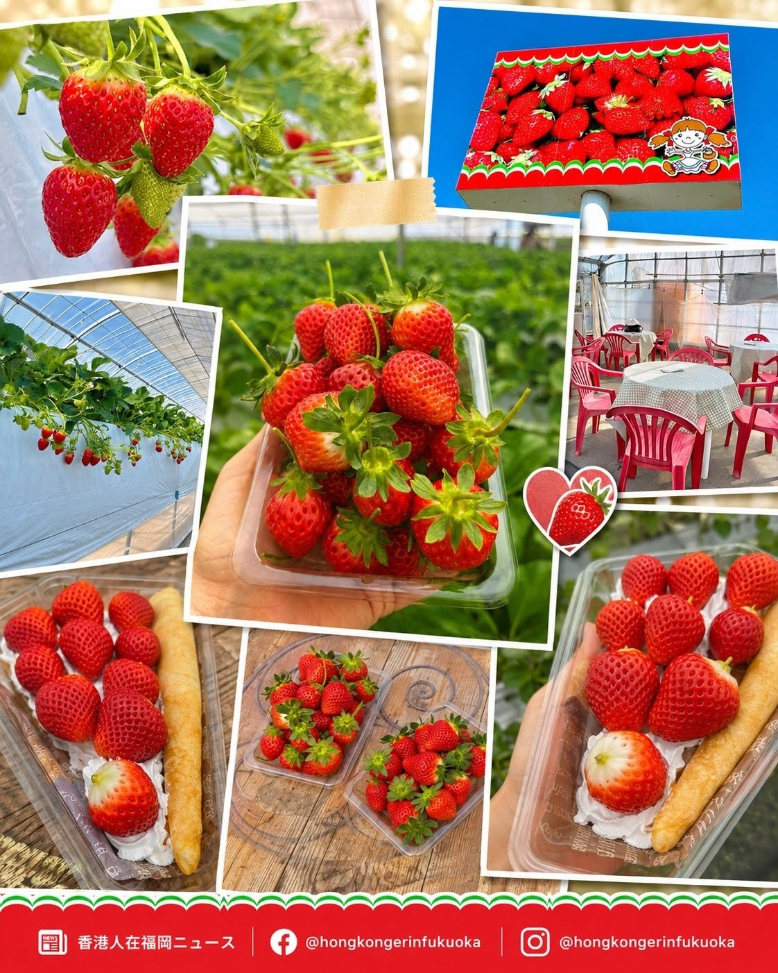 宮崎 Lakeside Red Farm 士多啤梨採摘體驗，溫室農園內可採摘紅色草莓並享用手作可麗餅