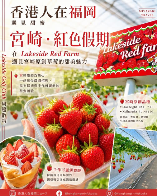 宮崎 Lakeside Red Farm 紅色假期，介紹宮崎原創草莓品種 Star Night 與 Koiharuka 的溫室採摘體驗